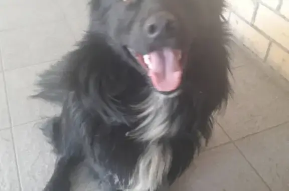 Найдена собака в Бресте на ул. Орджоникидзе
