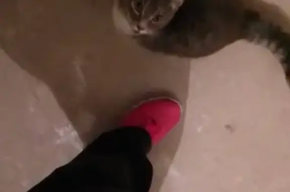 Найдена ручная кошка в Бердске
