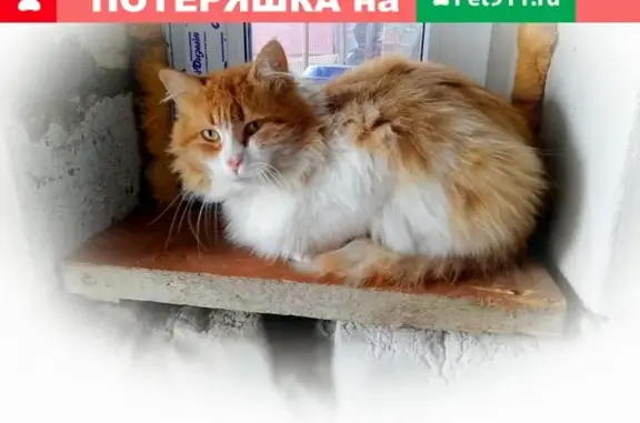 Пропала кошка в Ростове, адрес: Шефский Спуск 14А