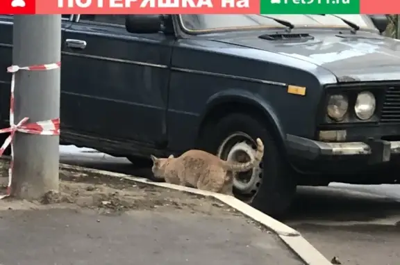 Найдена кошка на улице Толбухина в Москве
