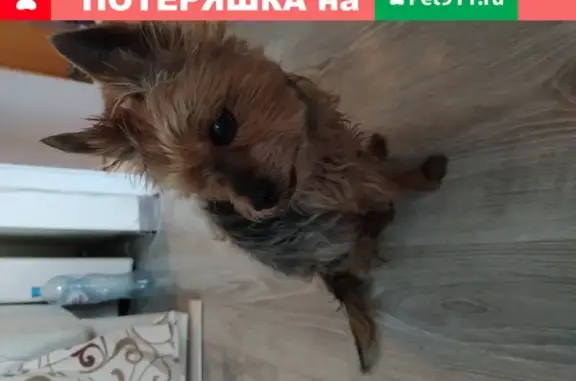 Собака Йорк найдена на ул. Лобачевского, 28 (Москва)