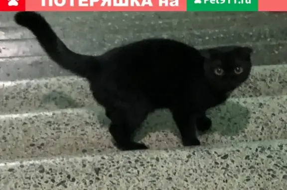 Найдена кошка на Каширском шоссе