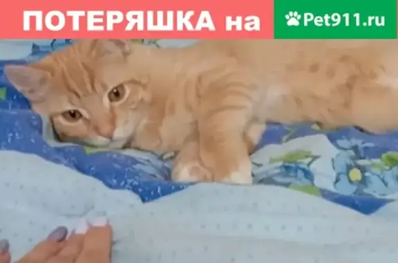 Кошки потеряшки, Чехов, фото: Потеряшка рыжий кот на ул. Чехова, 35 (Московская обл.)