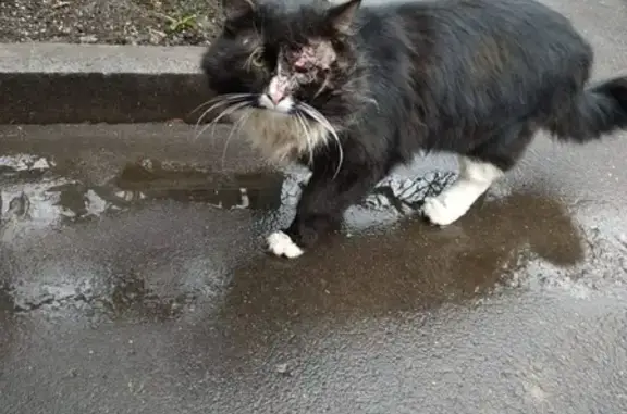 Пропала кошка на Днепропетровской, помогите!