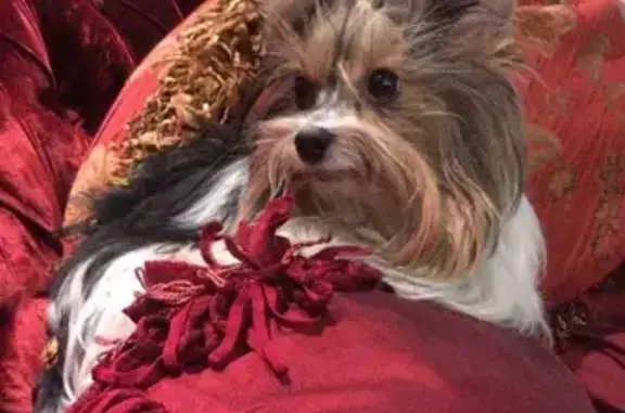 Собаки потеряшки, Высокая Гора, фото: Потеряшка собака 