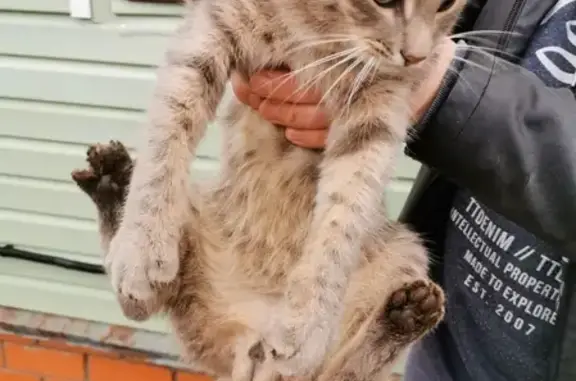 Найден котик с ошейником в Москве, СНТ Язово