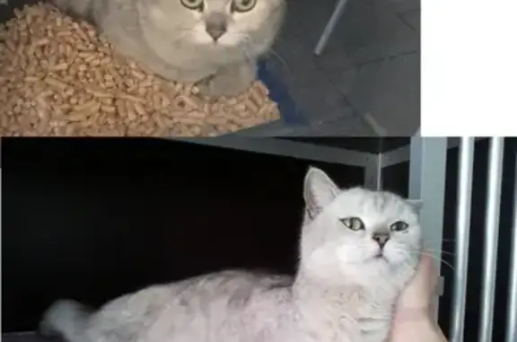 Найдена кошка у дома 16, к.3 на ул. Борисовские Пруды