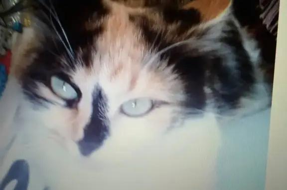 Потерянные животные Горки Ленинские, фото: Пропала кошка в СНТ Вятичи, Ленинский район: помогите найти!