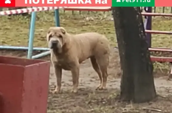 Собака Шарпей на Чечерском проезде 48