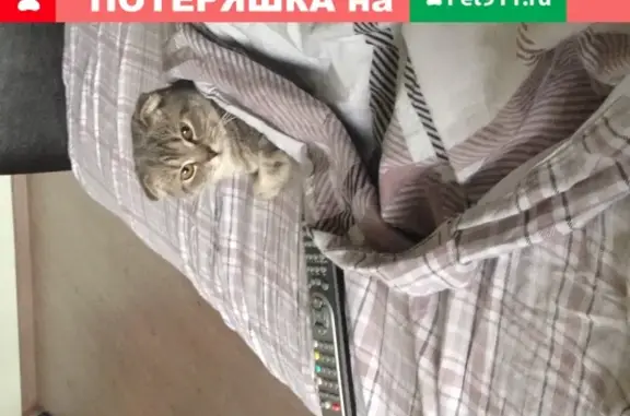 Пропала кошка на улице Кати Перекрещенко 22