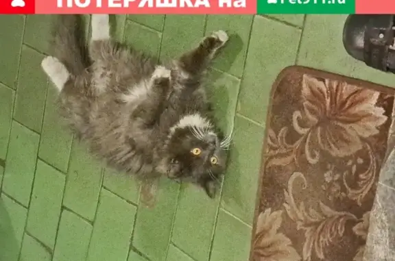 Пропала кошка Дымок в Москве, 3-й Нижнелихоборский проезд, 1с10