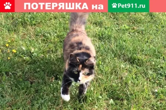 Пропала кошка Ева, ул. Беляева 22, Щёлково.