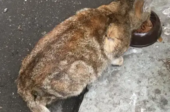Найдена черепаховая кошка в районе Таганской