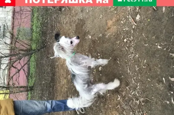 Найдена китайская хохлатая собака в Кузьминках, ул. Ф. Полетаева 36
