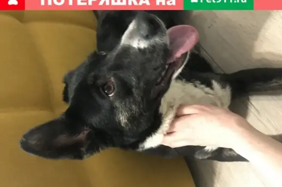 Найдена собака в Москве, Яхромский проезд