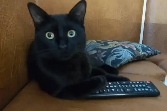 Кошки потеряшки, , фото: Потеряшка кошка Боня, проживающая на Вернадского 12, Симферополь