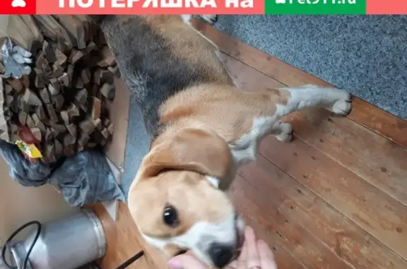 Найдена собака в Чурилково, Ярославская обл.