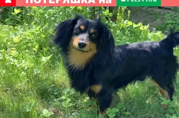 Пропала домашняя собака в Поварово, Московская обл.
