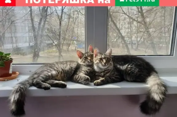 Пропали 2 сестры-кошки в поселке Минзаг