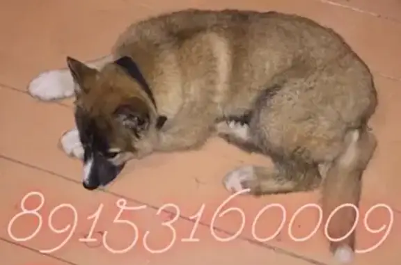 Пропала собака Тоша в Талдомском городском округе