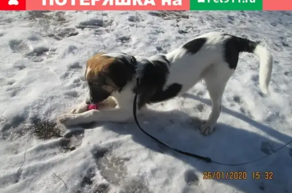 Пропала собака Рекс в Воронежской области