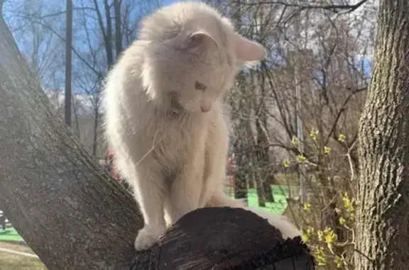 Найден белый кот с ошейником на Болотниковской, Москва