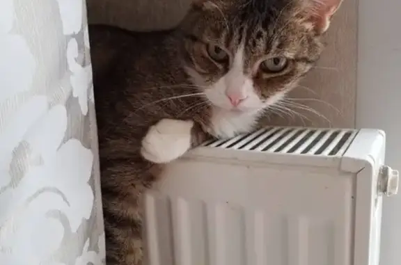 Кошки потеряшки, , фото: Потеряшка кот на ул. Куприянова 26, Жодино