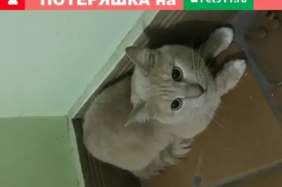 Найден кот с ошейником на ул. Софьи Ковалевской 9