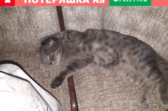 Пропала кошка Шотландец на ул. Суворова, 24 (Волгоград)