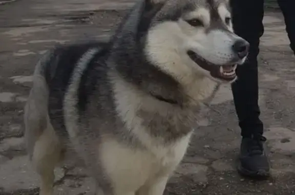 Найдена собака Маламут на Владимирской улице.