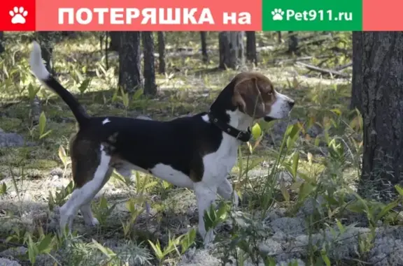 Пропала собака Рой, Пос. Медведево, вознаграждение