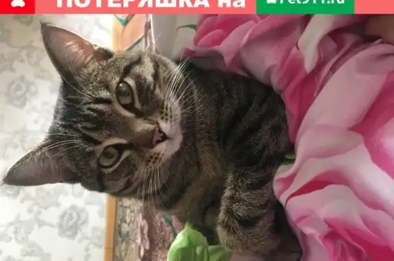 Пропала кошка Мася, ул. Калинина 25, Черногорск