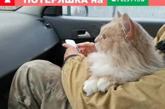 Найдена кошка на улице Куконковых