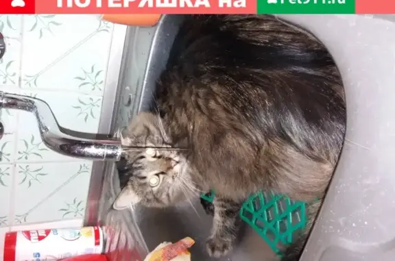 Пропала кошка на ул. Ленина в Бресте, Беларусь