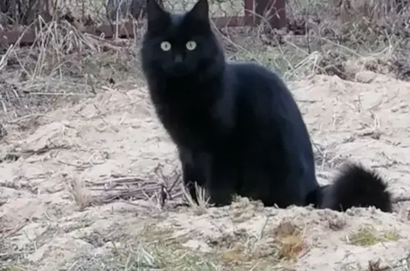 Пропала черная кошка с пушистым хвостом и кисточками на ушах в Волоколамском районе