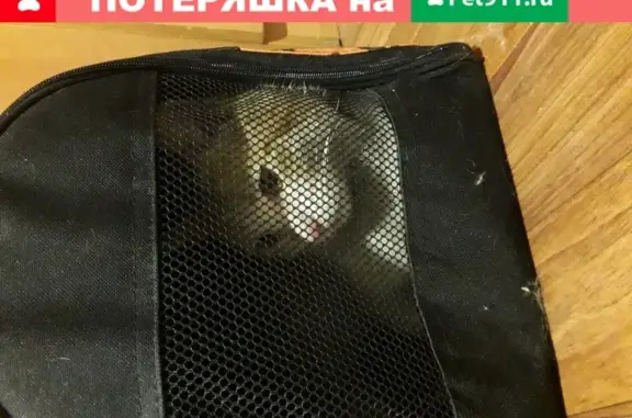 Молодой кот найден в поселке Отрада, Кировский район, Волгоград.
