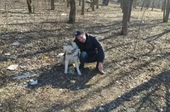 Найдена собака в Туле, Мясново, улицы Маршала Жукова и Кабакова (район Магадан)
