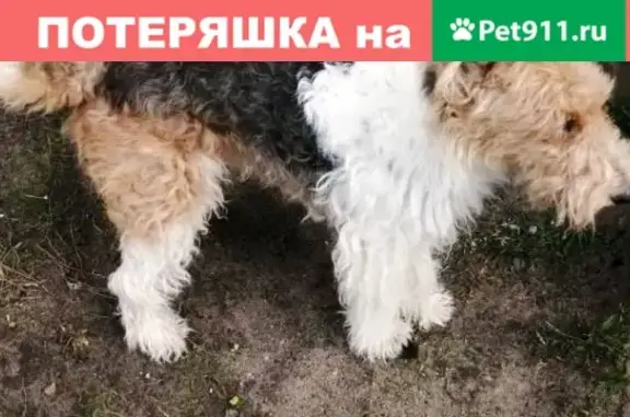 Найден породистый пёсик в Советске, Калининградская область