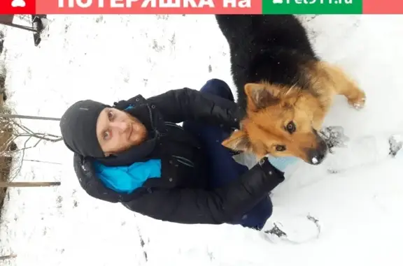 Пропала собака Марта в поселке Любытино, Новгородская область