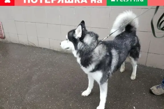 Собака Хаски найдена в Москве на Пуговишниковом переулке (41 символ)