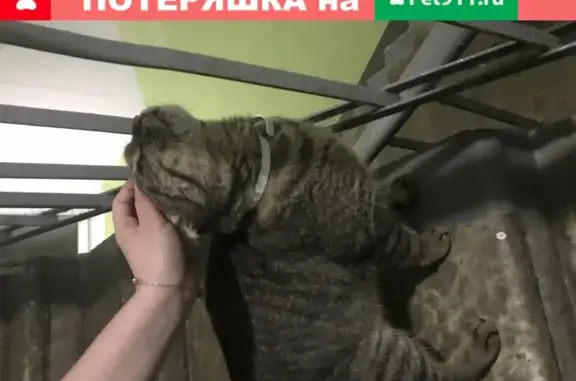 Кошка с ошейником на ул. Молостовых, 15к4