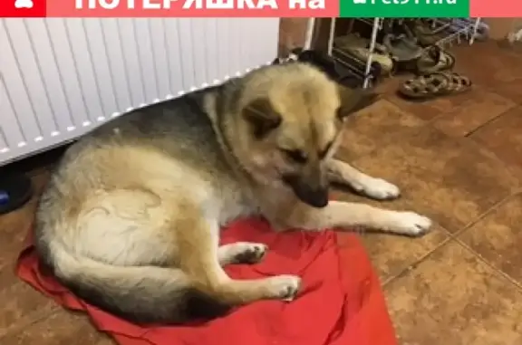Найдена собака в поселке Кубенское, Ленинградская область.