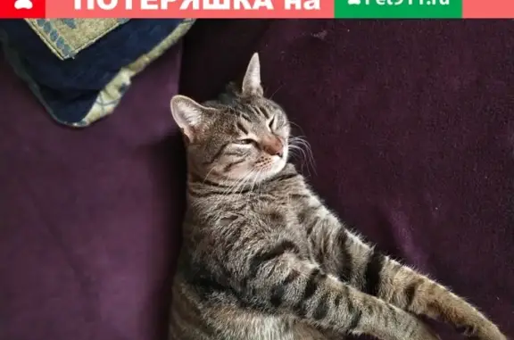 Пропала кошка Лиса в Севастополе, Авторемонтник