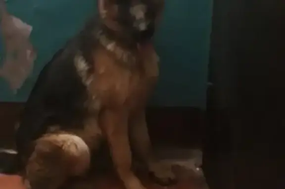 Пропала собака Кира в Казани, Республика Татарстан