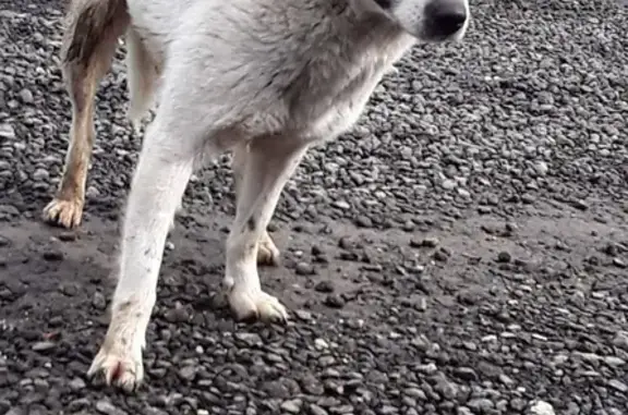 Найдена собака в Лобне с биркой Юста ИП Шарипов