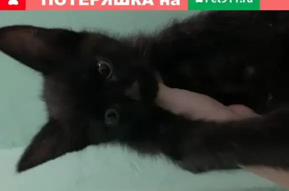 Чёрный котёнок найден в Вешняках, Москва