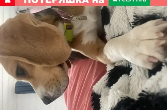 Пропала собака в Жуковском районе Калужской области