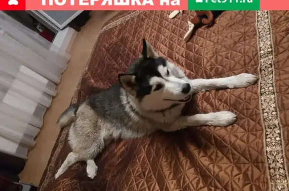 Найдена собака в Одинцово, ищем хозяев