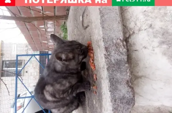 Найдена кошка на ул. Пархоменко 59-61, Волгоград