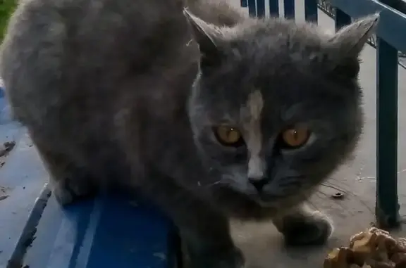 Найдена красивая кошка в Северном Ростове